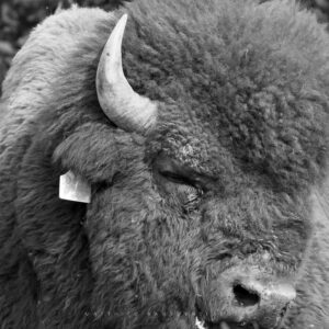 Bison
