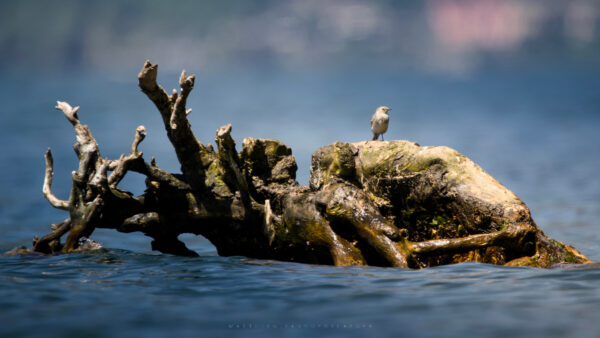 Moineau sur un lac