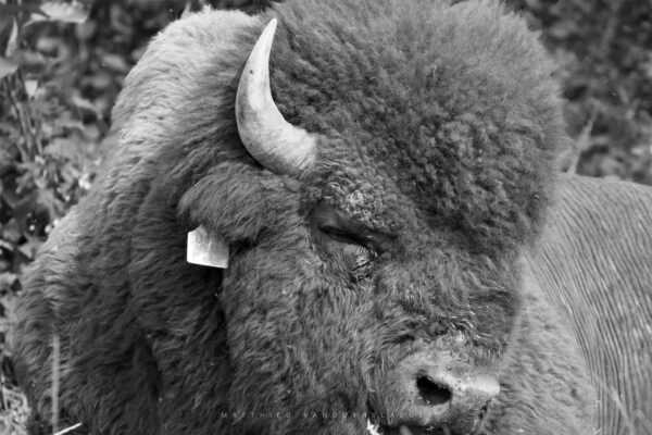 Bison