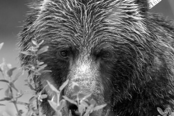 Grizzly
