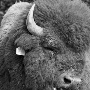 Bison